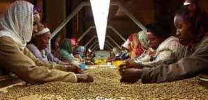 coffeebeanfarmers
