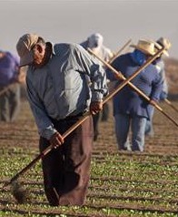 farm worker