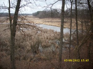 IH Wetland Woods