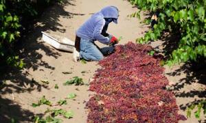 mexican-worker-in-us-006